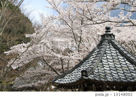 西教寺 13148002