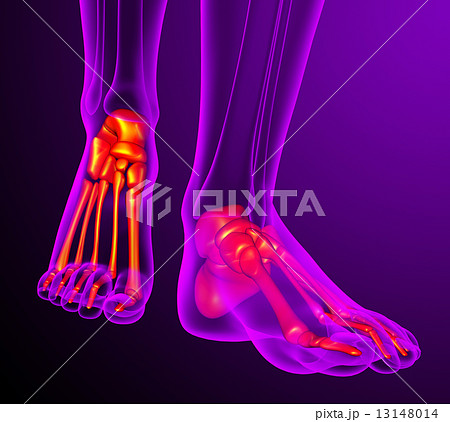 3d render medical illustration of the feet bone 13148014