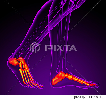 3d render medical illustration of the feet bone 13148015