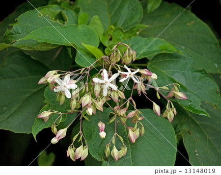 クサギの花 クサギの花 13148019