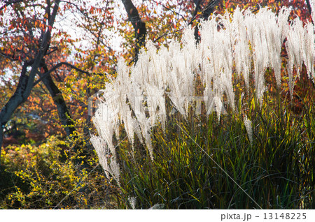 ススキ 13148225