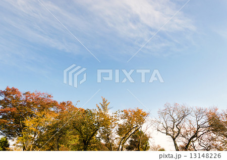 紅葉と青空 13148226