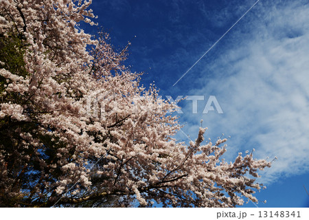 桜 13148341