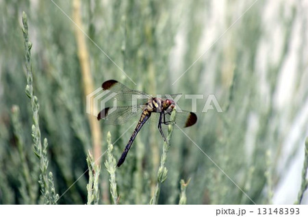コノシメトンボが一休み 13148393