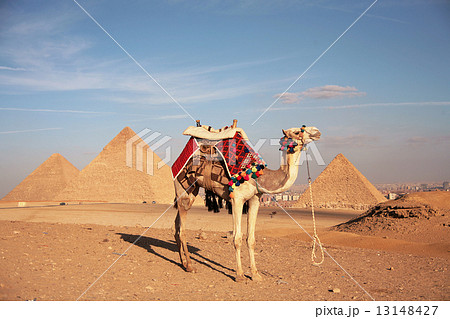 駱駝とピラミッド 13148427