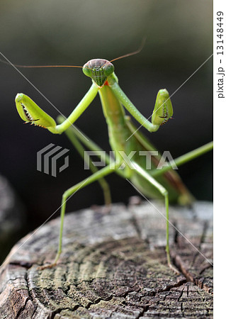 カマキリの威嚇の写真素材