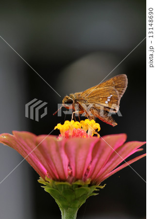 セセリチョウとピンクの花びら 13148690