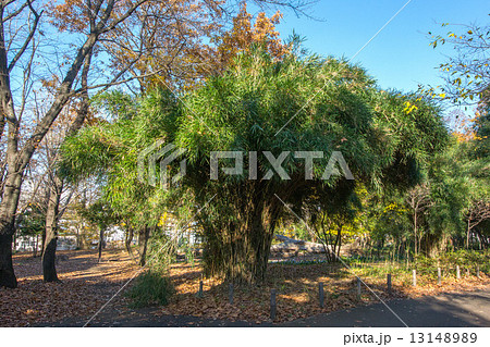 タイミンチク 13148989