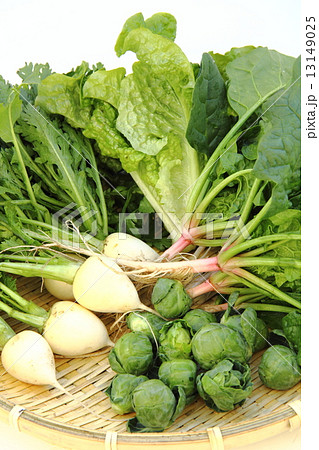 冬野菜 13149025