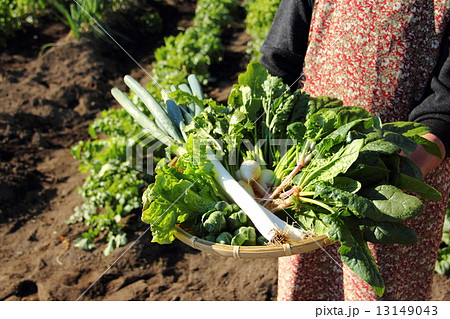 冬野菜の収穫　 13149043