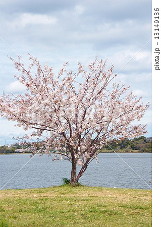 湖岸の一本桜 湖岸の一本桜 13149136