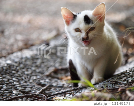 道端で鳴く仔猫 13149172
