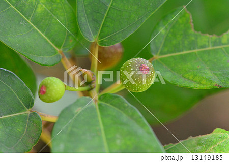 イヌビワ 13149185