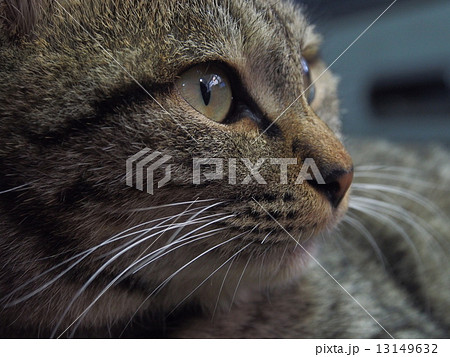 キジ猫アップ キジ猫アップ 13149632