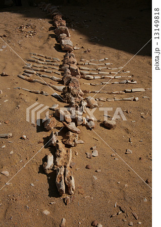 クジラの谷 世界遺産 エジプト 砂漠 クジラの谷 世界遺産 エジプト 砂漠 13149818