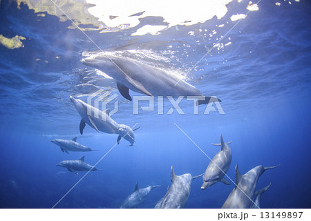 御蔵島のイルカ 御蔵島のイルカ 13149897