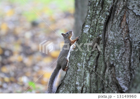 ニホンリス 13149960