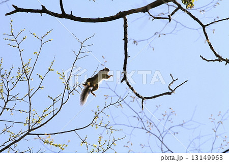 ニホンリス 13149963