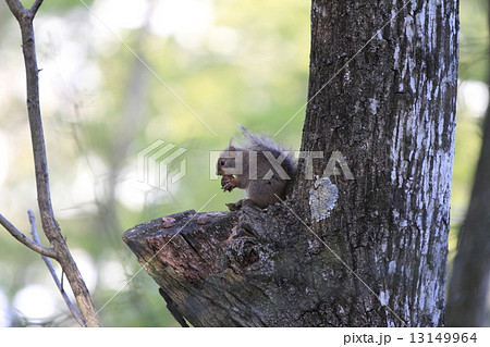 ニホンリス 13149964