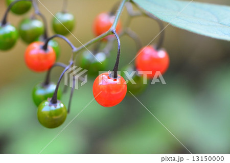 ヒヨドリジョウゴの実 13150000