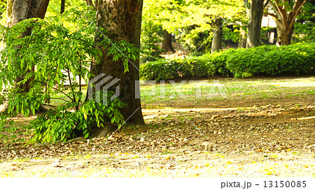 代々木公園 夏 木の幹 葉っぱ 植え込みの写真素材