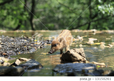 いのしし 13150261