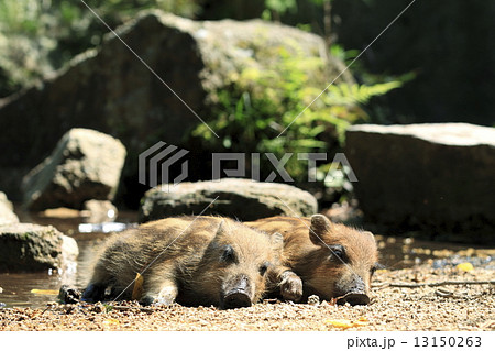 いのしし 13150263