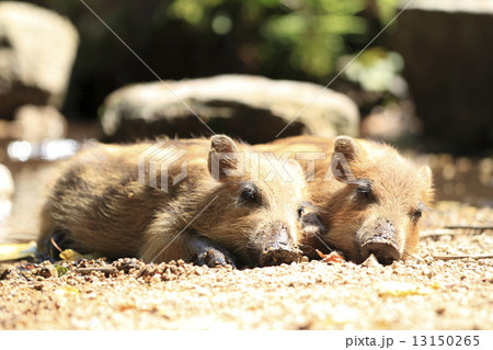 いのしし いのしし 13150265