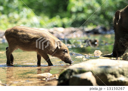 いのしし 13150267