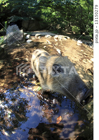 いのしし 13150279