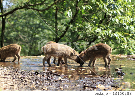 いのしし 13150288