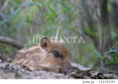 いのしし 13150294