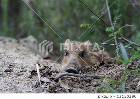 いのしし 13150296