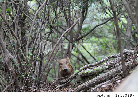 いのしし 13150297