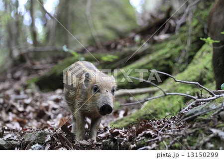 いのしし 13150299