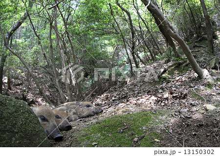 いのしし 13150302