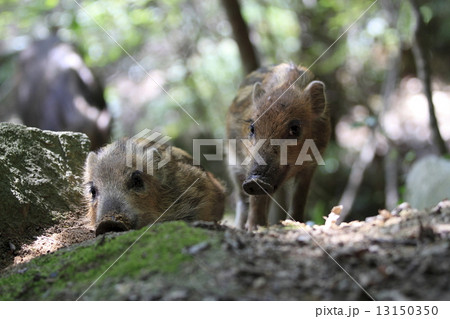 いのしし 13150350