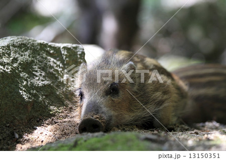 いのしし 13150351