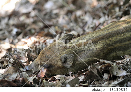 いのしし いのしし 13150355