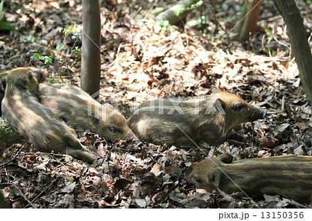 いのしし 13150356