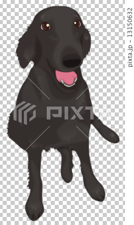 Flat coated retriever 13150632