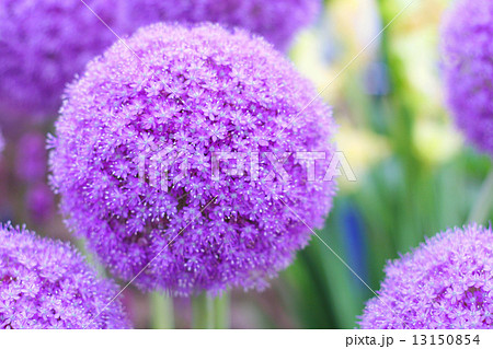 Decorative bows alliums. 13150854