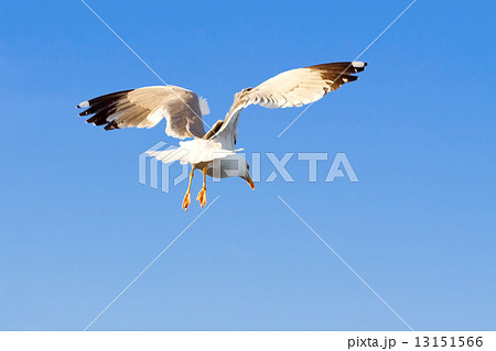 Seagull in flight over the sea looking for food 13151566