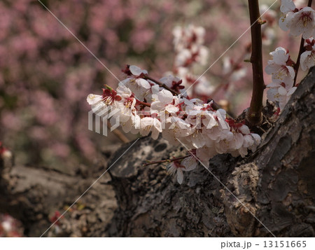 桜の枝 13151665
