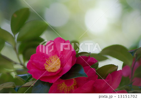 山茶花 13151702