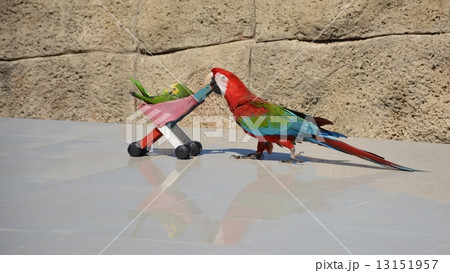 Parrot ara 13151957