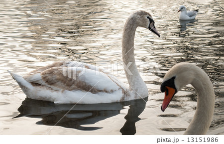 Swan Swan 13151986