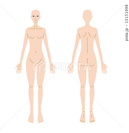 人体図 女性のイラスト素材
