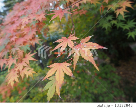 紅葉 紅葉 13152943