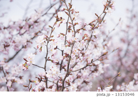 桜 桜 13153046